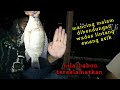 Mancing malam di wadas lintang emang asik...nila babon terselamatkan