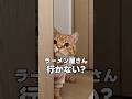 こんな子猫がいるんだけど、どうしよう？ #猫動画 #cat #子ネコ #猫のいる暮らし #cute #喋る猫 #癒やし #深夜飯 #ダイエット中