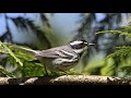 Пение птиц (Звук пения лесных птиц в высоком качестве) | (1 Час)