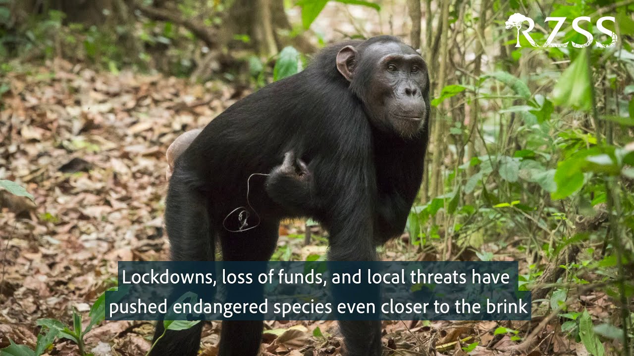 Can you help the animals you love this Christmas? | Royal Zoological Society of Scotland