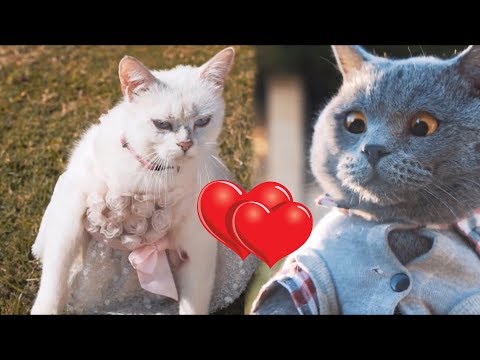 aaron's-animal's---happy-valentine's-day-compilation!-funnyvines