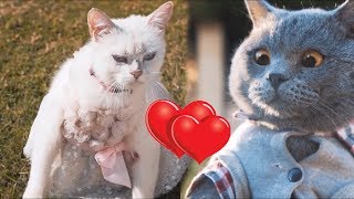 Aaron's Animal's - Happy Valentine's Day Compilation! FunnyVines