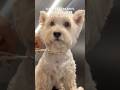 タキマキ愛犬うーちゃんの1日密着