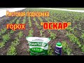 Первая листовая подкормка гороха и ручная прополка. Горох Оскар под агроволокном. Плантатор.