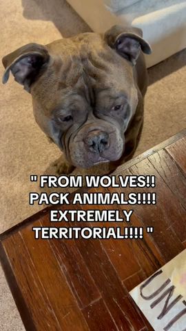 PART WOLF!!  EXTREMELY TERRITORIAL !!! #wolf #dogs #americanbully