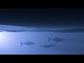 ANG x Jaxx & Vega - Shark Attack (Official Music Video) Mp3 Song