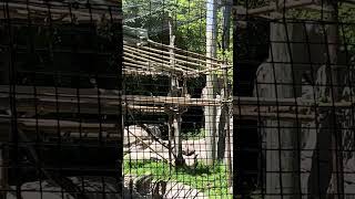 White handed gibbon - Indianapolis Zoo #gibbon #gibbons #indianapoliszoo #asia #shorts #shortsfeed