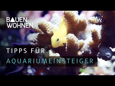 Video: So richten Sie Ihr Salzwasser-Aquarium ein
