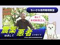 【自然栽培】農薬・除草剤は悪者じゃない【木村秋則さん】