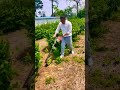 #agricultural machinery #tea machinery #hedge trimmer