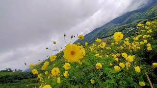 Pang Huli Ng Mangobug