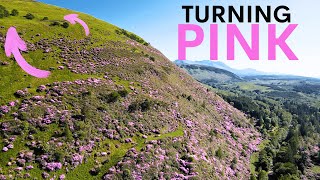 Scotland's Mountains are Turning Pink  here's why