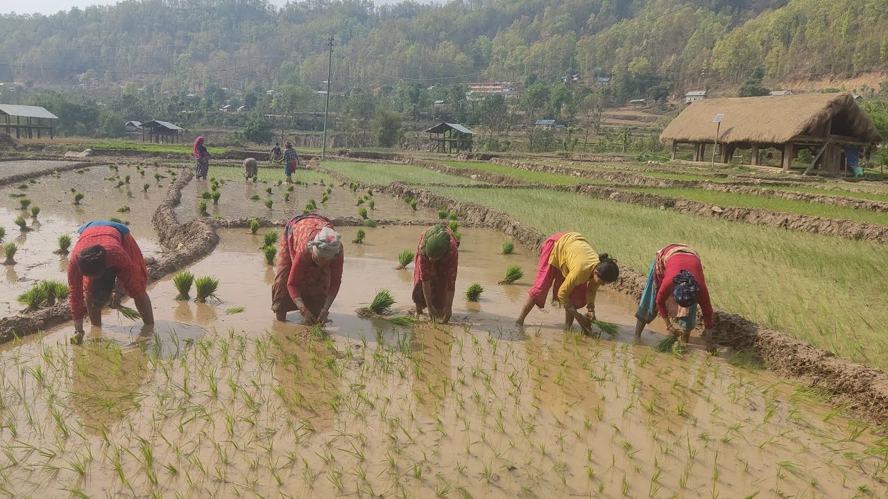 वैशाखमा धान रोप्दै किसान, वर्षमा दुई वाली धान खेती हुने ठाउँ