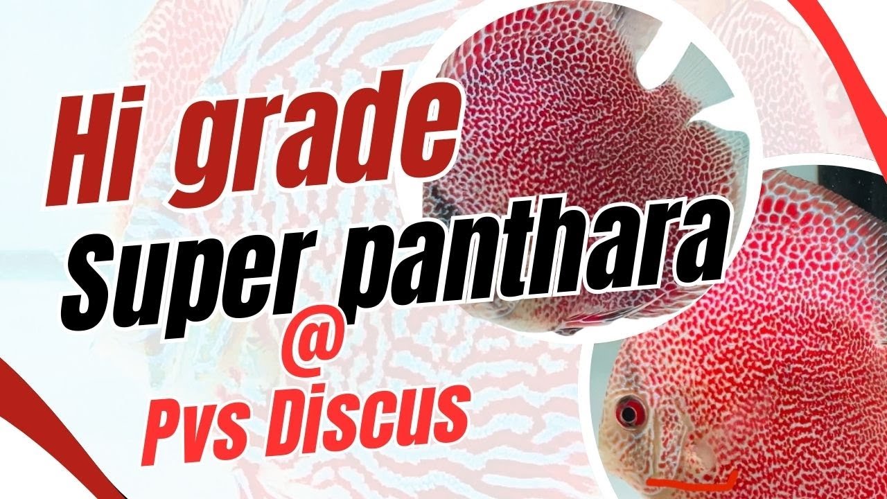 Hi Quality discus ..Exotic strain .. only in PVS Discus..