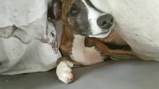 Roach The Whippet - Lion In The Morning Sun