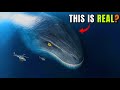 The Untold Truths About Leviathan Sea Monster Deep Sea Creatures Are Coming Up But Why The Untold Truths About Leviathan Sea Monster Deep Sea Creatures Are Coming Up But Why