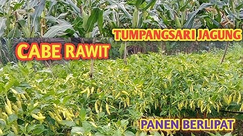 CABE RAWIT VIRAL DI TUMPANG SARI JAGUNG INI HASILNYA