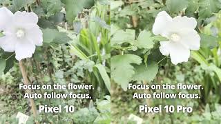Pixel 10 vs Pixel 10 Pro_Auto follow focus test