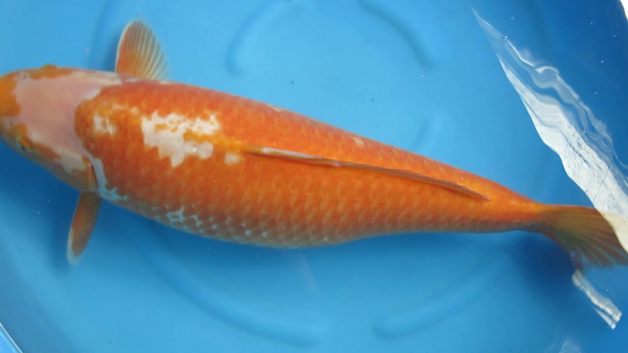 【C26587】koi-wazurai Shusui - koi #x1223n006-w1022n004 - Marusei Koi Farm