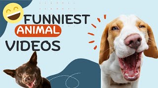 Try Not to Laugh CHALLENGE , New Funny Dogs Video #dog #funnyanimals #funnyvideo