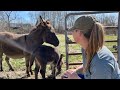 HOMESTEAD ANIMAL TOUR