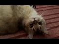 Persian Cat Playing