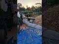 Modern tool for easy corn threshing-Agriculture farming #shorts