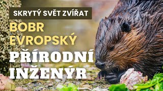 Bobr Evropský Přírodní Inženýr, Který Mění Krajinu Během Jediné Noci