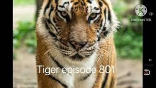 The return of tiger episode 801 -  802 #pocketfm#story