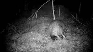 Restoring Hardknott Forest: Badger Action