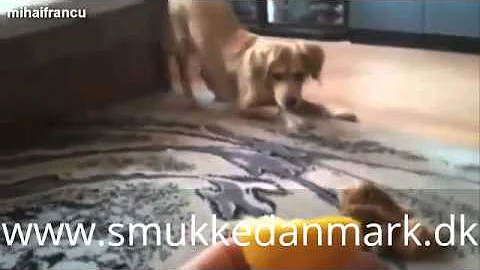 Most Funny Dogs Reacting To Lemons Compilation 2014 [NEW]