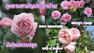 กุหลาบสามัญประจำบ้าน🌹 Soeur Emmanuelle, Bishop's Castle, Spirit of freedom กุหลาบที่มือใหม่ควรปลูก