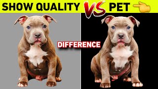 The Different Types Of American Bully Quality - Do You Know The Difference?
