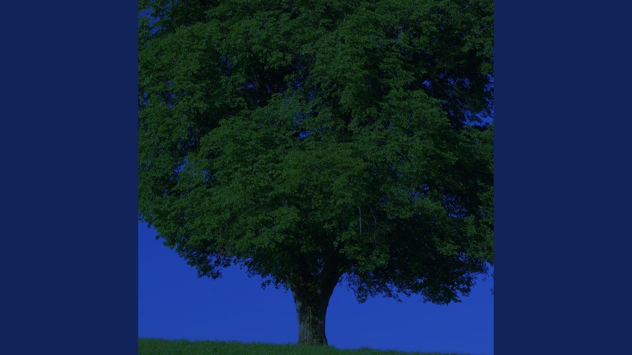 Watch Talking Trees on YouTube Watch Talking Trees on YouTube