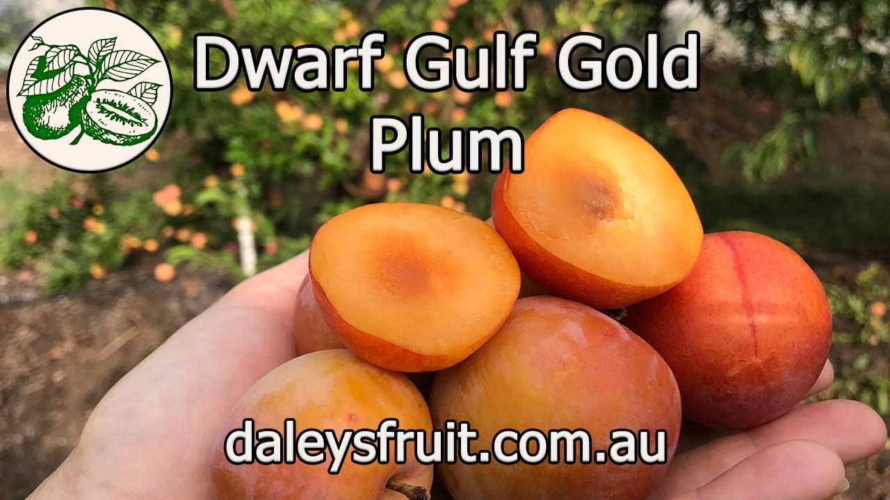 Dwarf Gulf Gold Plum, perfect for pots, patios and espalier