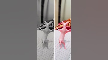 dancing cat🐱funny dance #shorts ytshorts #viralshorts #shortsfeed #supercat #cat #catvideos