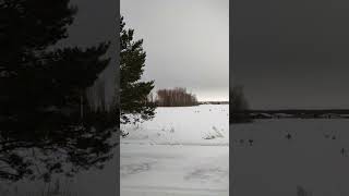 Елочка вам нравится?