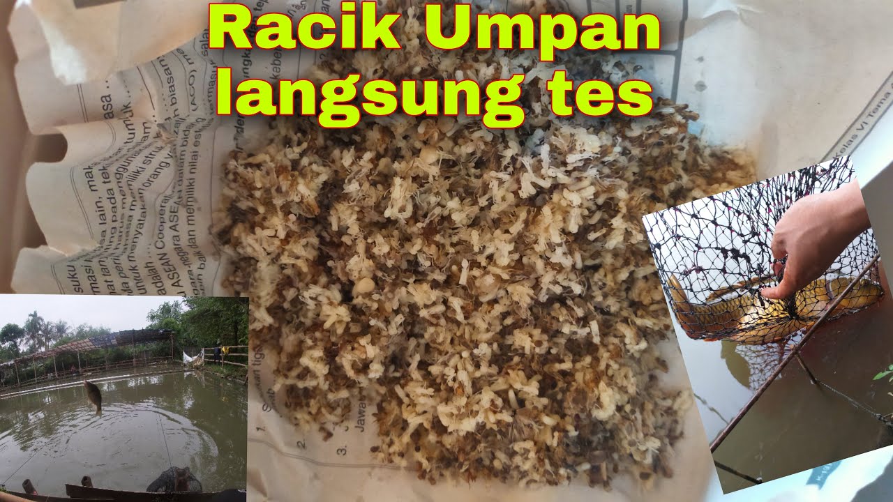 UMPAN #TEMBLEG# esen oplosan babon Rame lansung Tes jos air hijau dan
