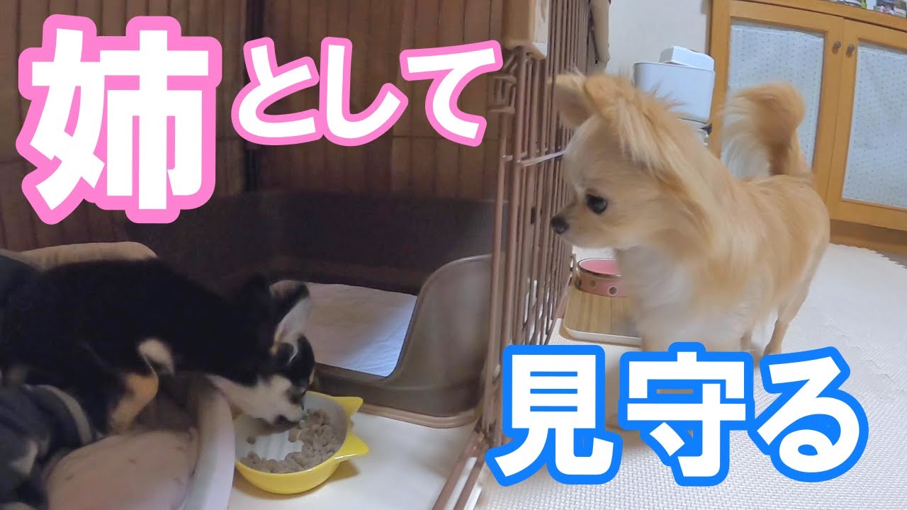 姉の自覚 後輩犬の食事をしっかり見守るチワワがカワイイ チワワのノア 138 犬動画 かわいい犬 わんこ 紹介 かわいい犬動画 W
