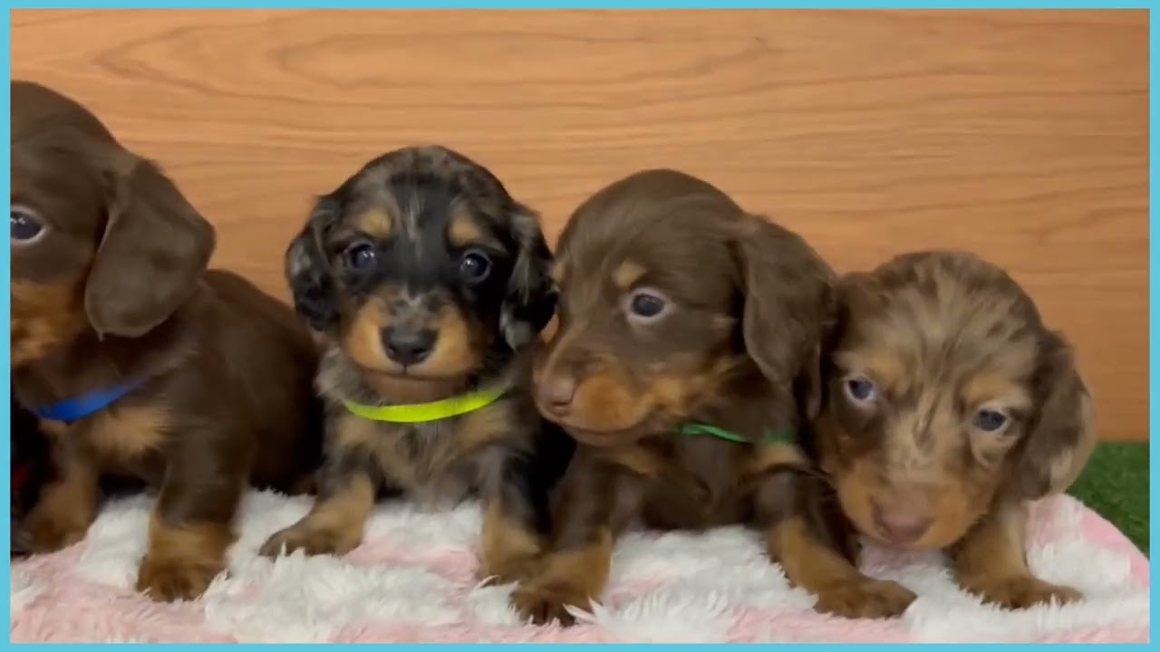 747241 M・ダックスフンド - YouTube