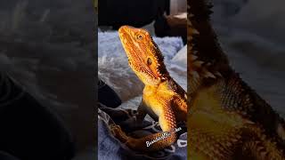 Bearded dragon wave 👋 ♡ #waves #beardies #beardeddragon #reels
