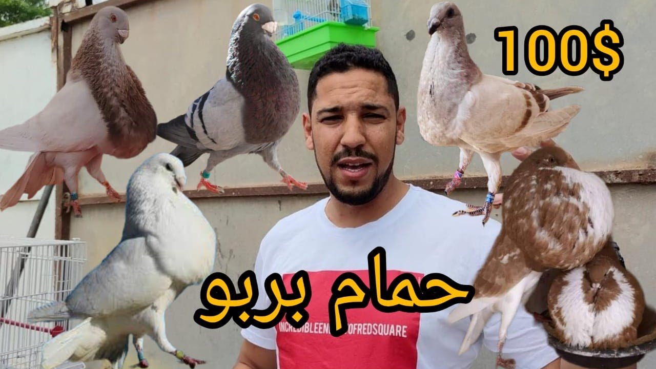 سوق طنجة 😱🔥 للحمام يجدد أتمنة الحمام 🕊️🕊️ وهدا أخير سوق في أسبوع 💯🥰 palomas de maroc Tanger