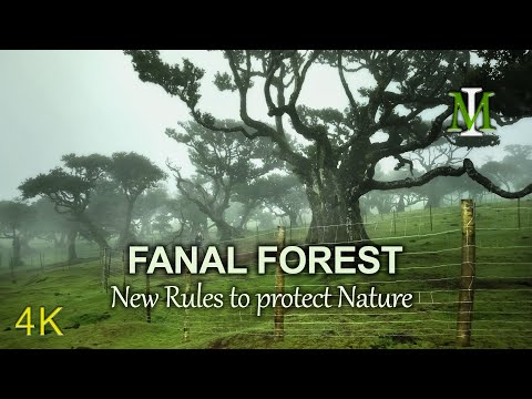 جنگل فانال در مادیرا در حال تغییر است قوانین جدید برای حفاظت از طبیعت