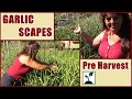 Garlic Scapes ! How To Cut Hardneck Garlic Scapes Pre Harvest !