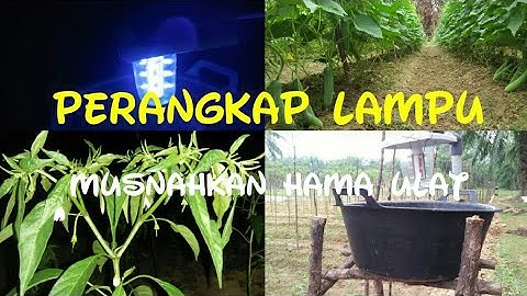 PERANGKAP LAMPU (LIGHT TRAP)