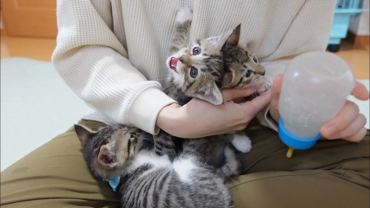 【生後38日】哺乳瓶を見るとミルクの争奪戦になってしまう子猫たち