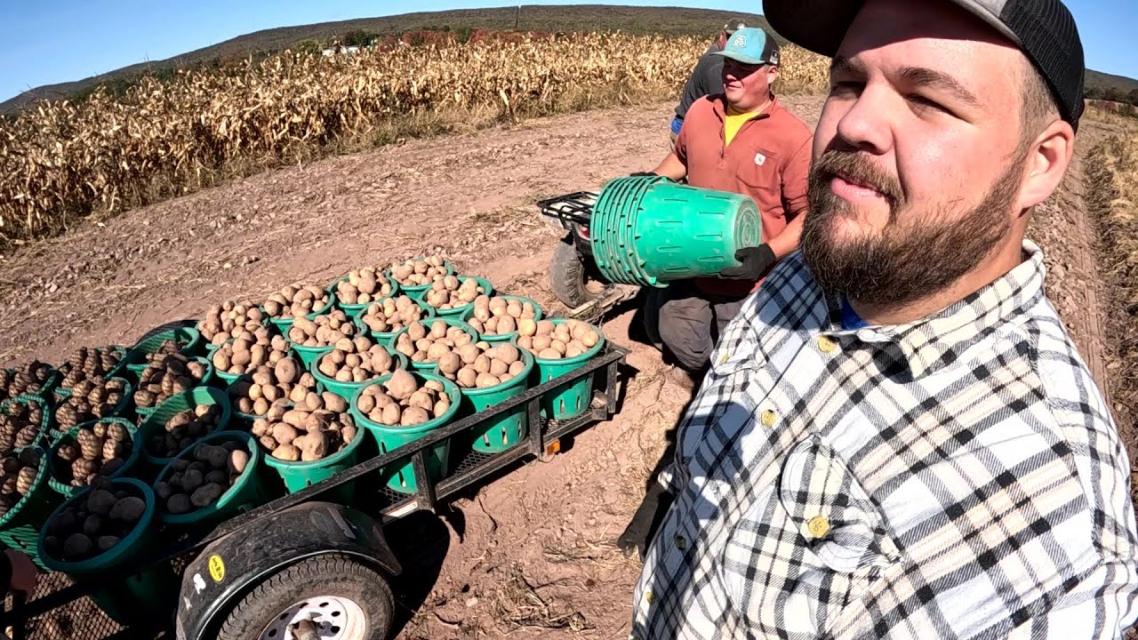 Can we keep up with this LATE SEASON HARVEST - YouTube