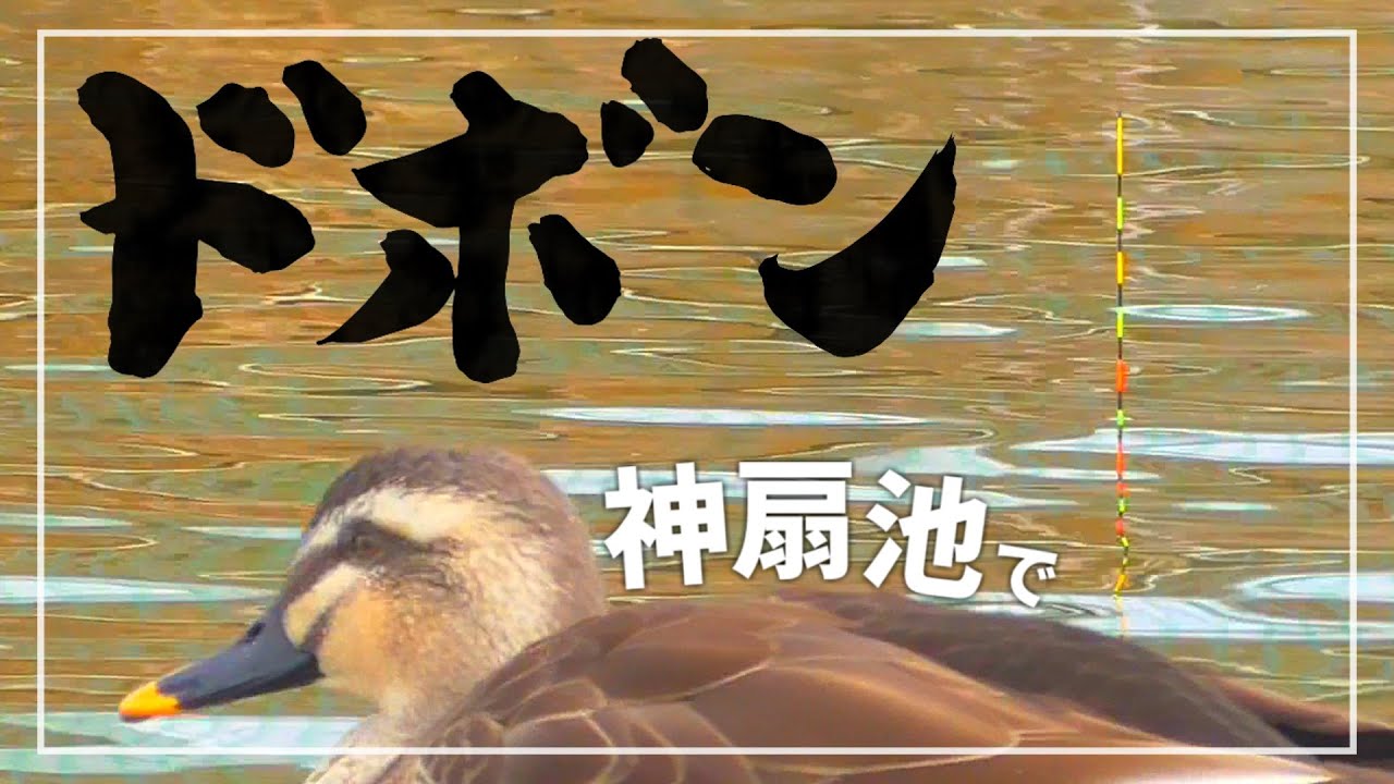 管釣りでドボンは釣れるのか？！野釣り練習で神扇池に挑戦【埼玉県でヘラブナ釣り】
