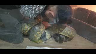 الانكودا الخضراء اضخم نوع بالعالم 