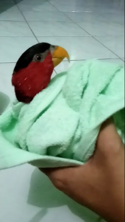 Merapikan paruh Nuri
